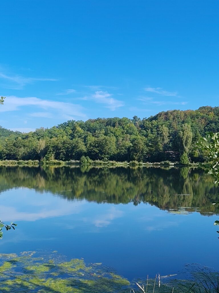 Ein Blick auf die Donau mit etwas Algen. Es ist ein sonniger Tag und auf der anderen Uferseite ist Wald