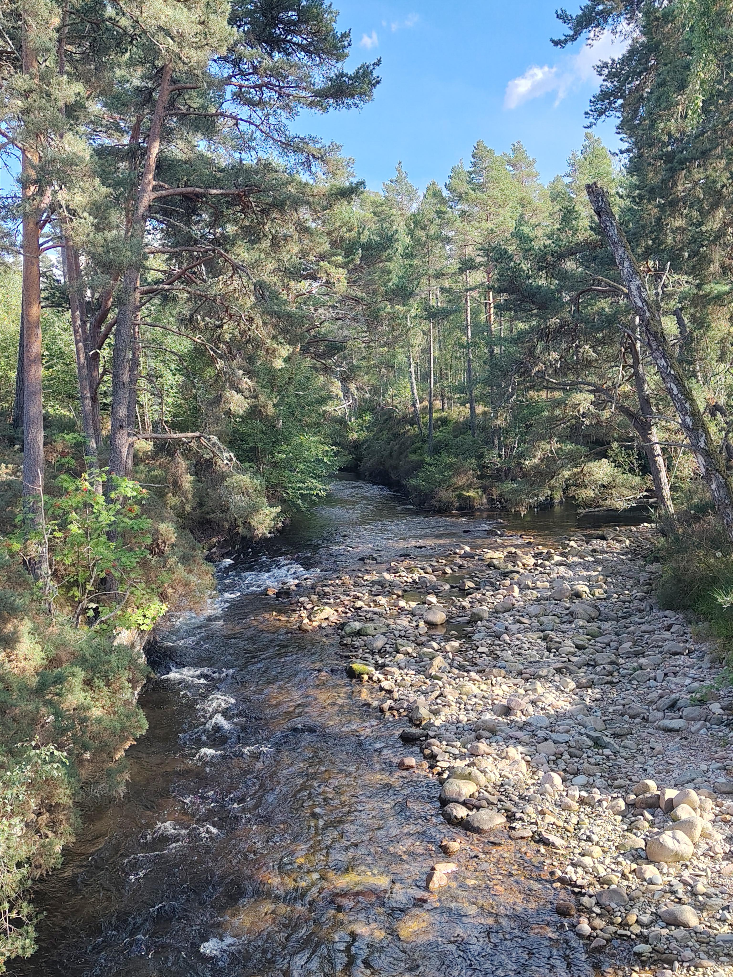 Blick auf einen Bach im Cairngorms Nationalpark in den schottischen Highlands